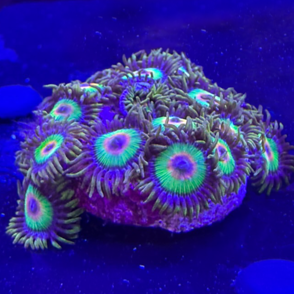 Rasta zoanthid colony with deep green skirts, red centers and blue mouth highlights