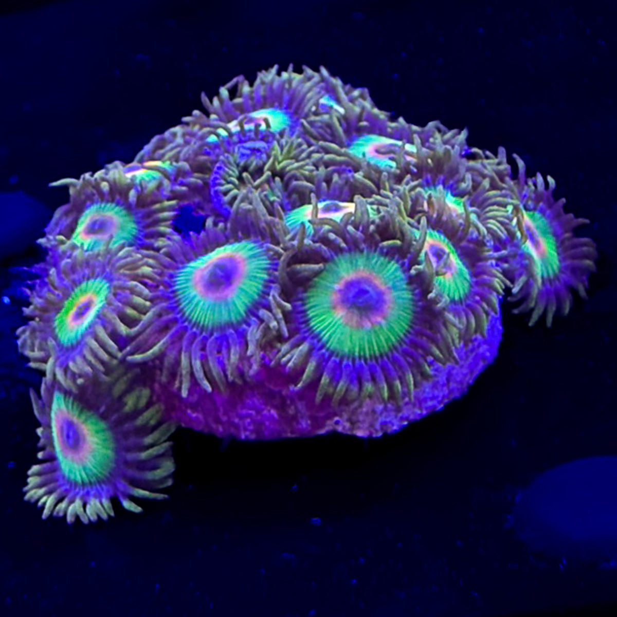 Rasta zoanthid colony with deep green skirts, red centers and blue mouth highlights