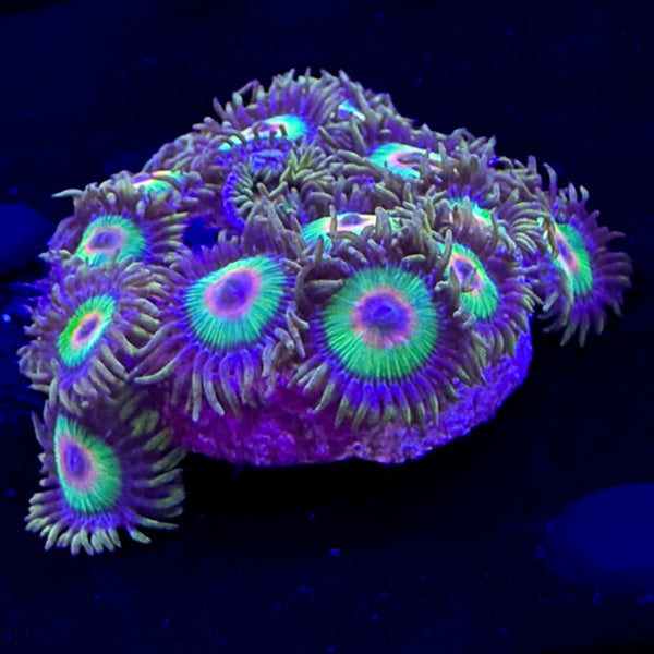 Rasta zoanthid colony with deep green skirts, red centers and blue mouth highlights
